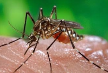 فيروس زيكا: منظمة الصحة العالمية تعلن “حالة طوارئ صحية عالمية”