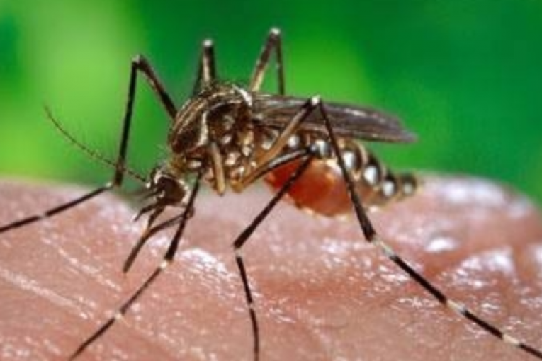 فيروس زيكا: منظمة الصحة العالمية تعلن “حالة طوارئ صحية عالمية”