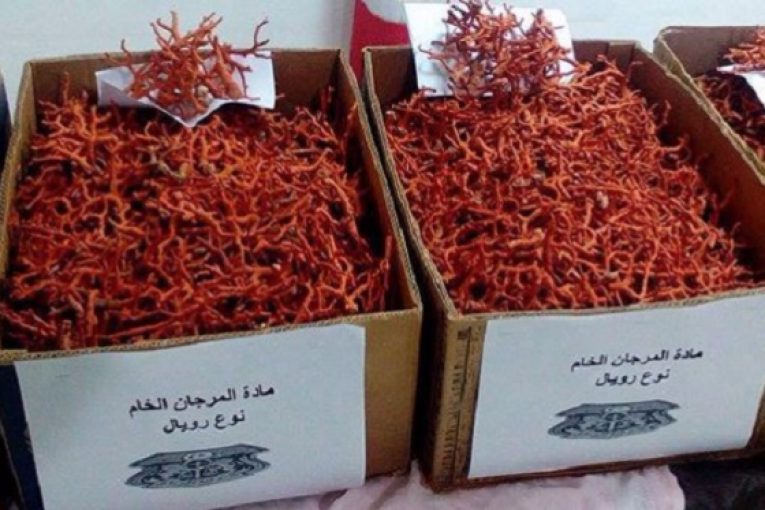 طبرقة: حجز 750كغ من المرجان بقيمة مليار ونصف