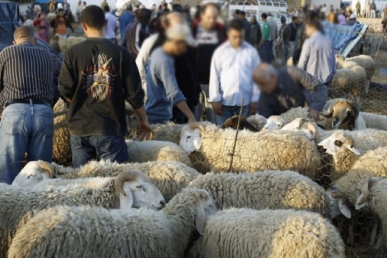 ديوان الإفتاء يؤكد انه لا نية له في إصدار فتوى تجيز الإمتناع عن شراء أضحية العيد