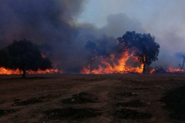 تقرير أولي لوزارة الفلاحة: خسائر تقدر بأكثر من 900 هكتار من الغابات جراء الحرائق بولاية جندوبة