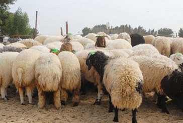 يوم 17 جوان: انطلاق بيع أضاحي العيد بشركة اللحوم بأسعار لن تتجاوز 1000 دينار