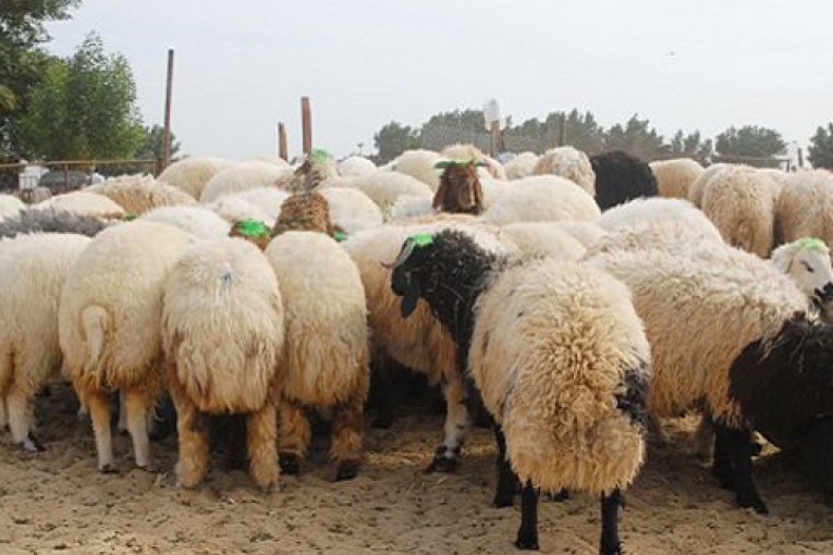 يوم 17 جوان: انطلاق بيع أضاحي العيد بشركة اللحوم بأسعار لن تتجاوز 1000 دينار