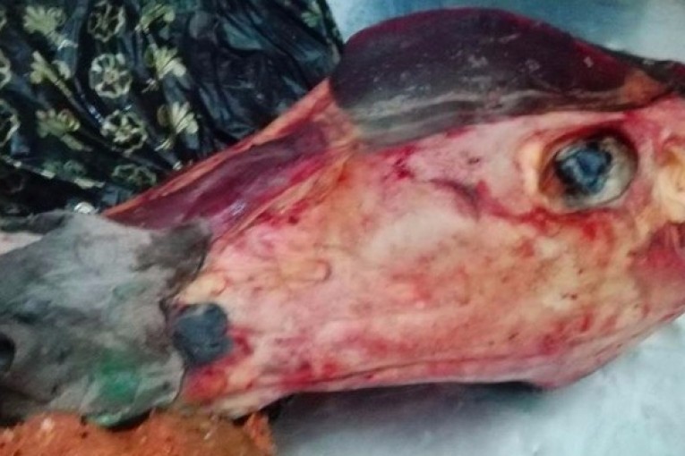 باب الخضراء: حجز كميات كبيرة من لحوم الحمير كانت ستروج لمحلات الأكلة الخفيفة