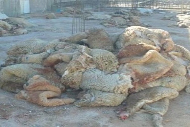 الأحد انطلاق الحملة الوطنية لتجميع وتثمين جلود الأضاحي سنة 2018