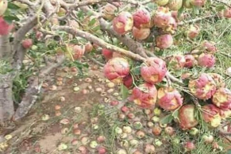 أضرار بين 80 و100 بالمائة في المحاصيل بعدد من مناطق معتمدية الروحية بسليانة جراء نزول كميات هامة من البرد