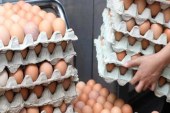 المنستير: حجز 9 آلاف بيضة غير صالحة للاستهلاك على متن شاحنة