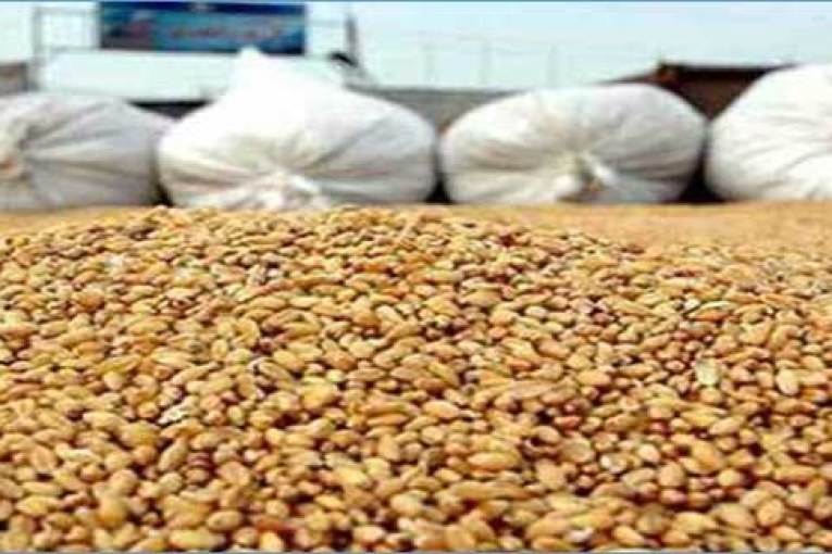 سيدي بوزيد: توزيع كمية من البذور الممتازة على صغار الفلاحين