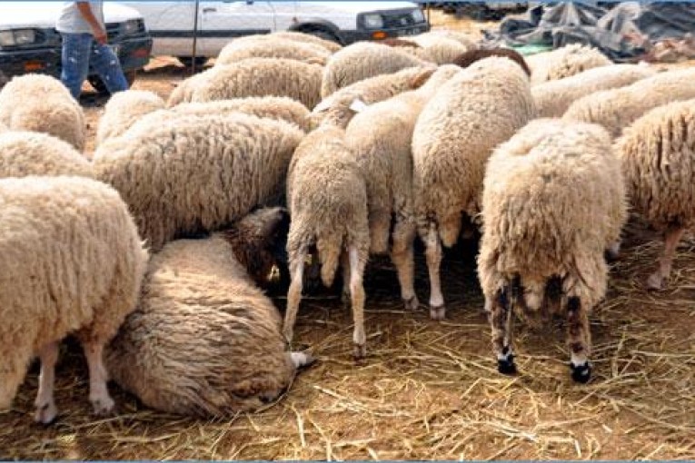 المهدية: توفر حوالي 90 ألف أضحية بأسعار تتراوح بين 700 و900 دينار