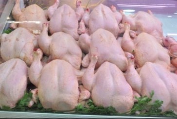 غرفة مذابح الدواجن تلتزم بأن لايتجاوز سعر لحوم الدجاج 7 دنانير في أقصى الحالات