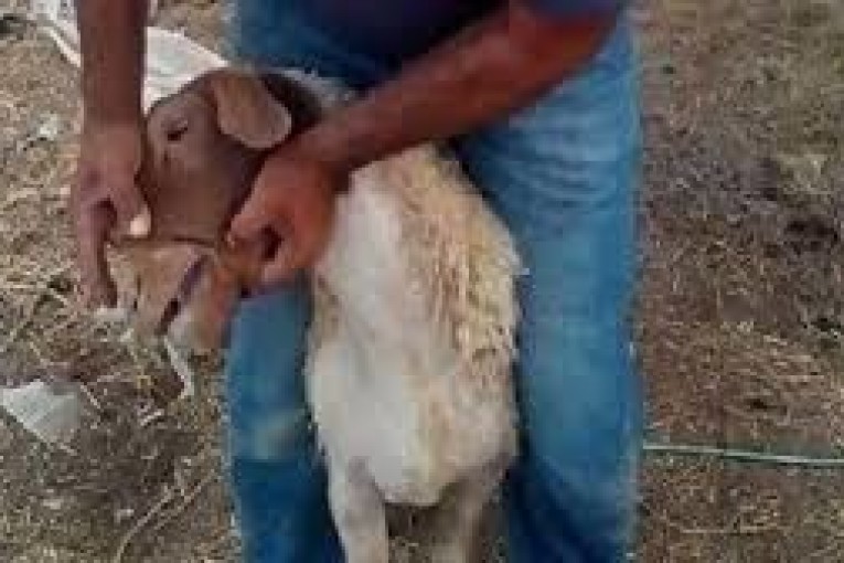 المنستير: نفوق 313 رأسا من الأغنام وإصابة 736 بمرض اللسان الأزرق منذ 6 اكتوبر الفارط