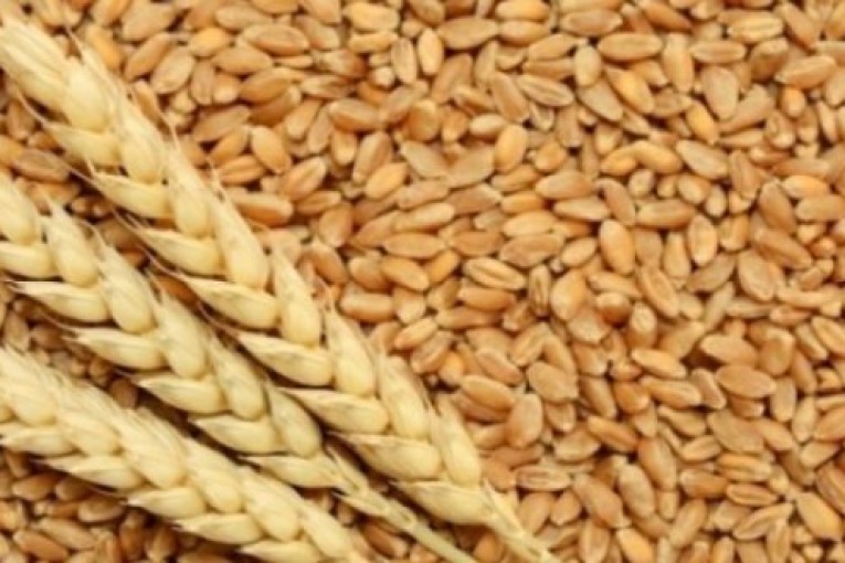 تونس اقتنت 142 الف طن من القمح اللين و50 الف طن من الشعير العلفي خلال اكتوبر 2020 لتغطية الطلب المحلي
