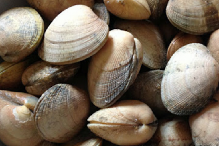 وزارة الفلاحة تحذّر من خطر ترويج واستهلاك “القفالة الحيّة” المعروضة في الأسواق