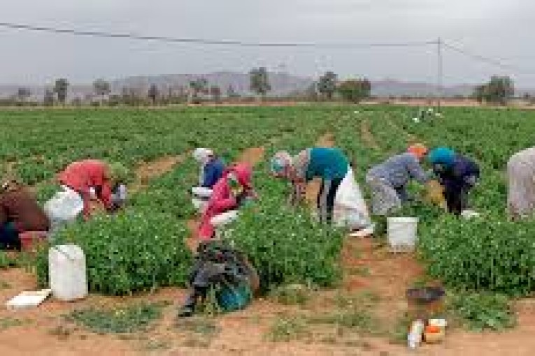 سليانة: تنظيم يوم تحسيسي لفائدة النساء العاملات في قطاع الفلاحة