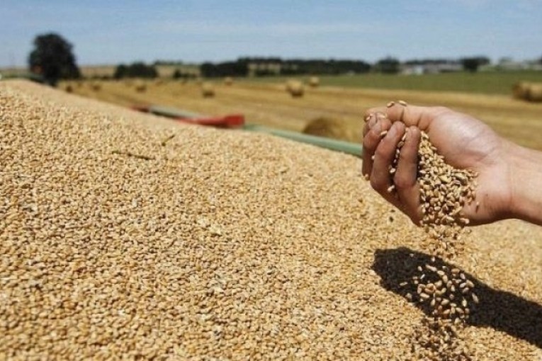 تونس تشتري 75 الف طن من القمح اللين ستصل الى موانئها خلال شهر جوان 2021