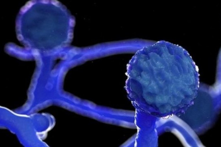 لا إصابات بـ”الفطر الأسود” في تونس