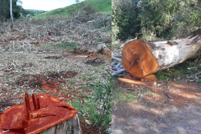 وكيل الجمهورية بجندوبة يأذن بفتح بحث في الجرائم التي طالت الحوض الغابي بسدّ بوهرتمة