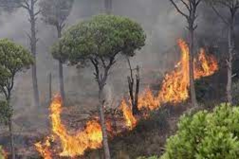 وزارة الفلاحة:عقوبات حرق الغابات والمزارع تصل حدّ إعدام