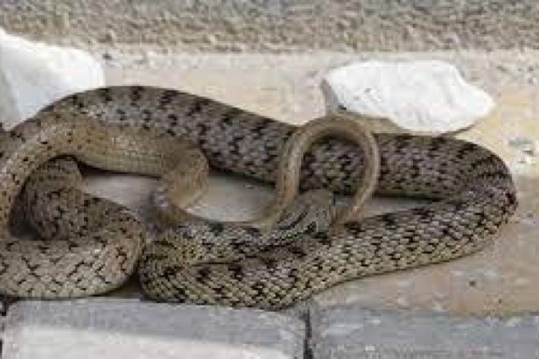 سليانة: أفعى بطول مترين تحت طاولة تلميذ !