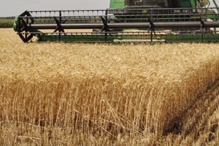 عبد المجيد الزار: صابة الحبوب ضعيفة رغم الزيادة ب40 بالمائة مقارنة بالموسم الفارط