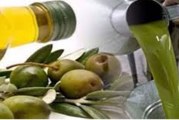 بنزرت: تقديرات بإنتاج 24 الف طن من الزيتون خلال الموسم الحالي وتحقيق صابة قياسية مقارنة بالمواسم السابقة