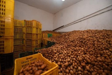 بنزرت: حجز أكثر من 200 طن من البطاطا بمخزن عشوائي بمعتمدية غزالة