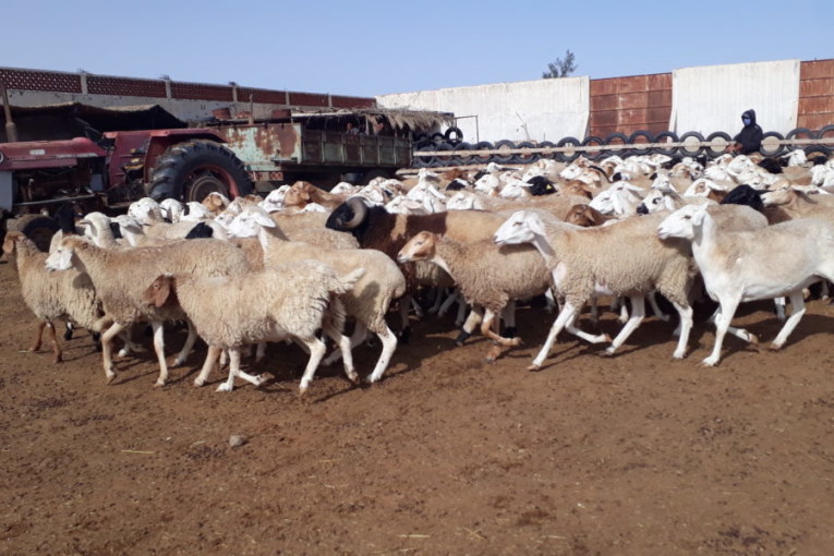 الكاف: اكتشاف 05 بؤر لمرض اللسان الازرق في صفوف قطعان ماشية بالجهة