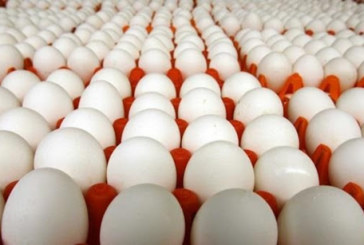جندوبة: حجز أكثر من 24 ألف بيضة إثر مداهمة مخزن عشوائي بطبرقة