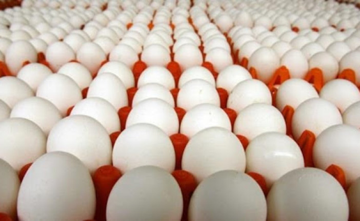 جندوبة: حجز أكثر من 24 ألف بيضة إثر مداهمة مخزن عشوائي بطبرقة