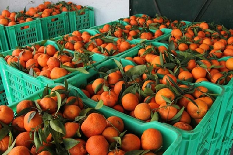 نابل:تراجع صابة القوارص