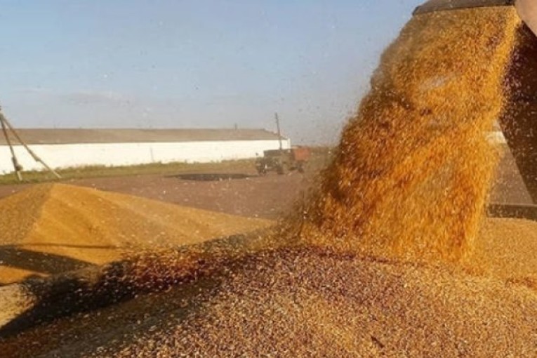 تونس تطلق طلب عروض لشراء الحبوب تزامنا مع انخفاض الاسعار العالمية