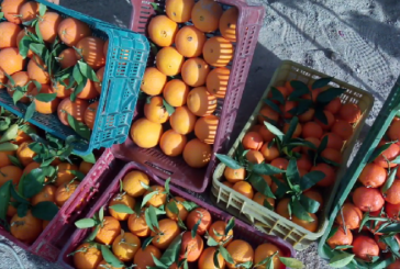 تراجع ايرادات تصدير القوارص التونسية