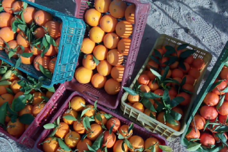 تراجع ايرادات تصدير القوارص التونسية