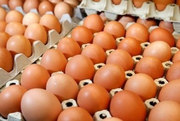 المستشار الاقتصادي لرئيس منظمة الفلاحين وعضو جامعة الدواجن يعتبر قرار ترفيع سعر البيض قرارا صائبا