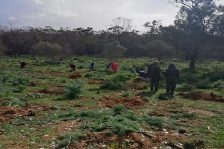 حملة واسعة للتشجير بغابة رادس