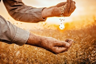 بسبب الحرب الروسية على أوكرانيا:  أسعار القمح تقفز لأعلى مستوياتها على الإطلاق