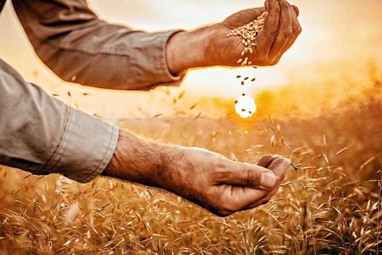 بسبب الحرب الروسية على أوكرانيا:  أسعار القمح تقفز لأعلى مستوياتها على الإطلاق