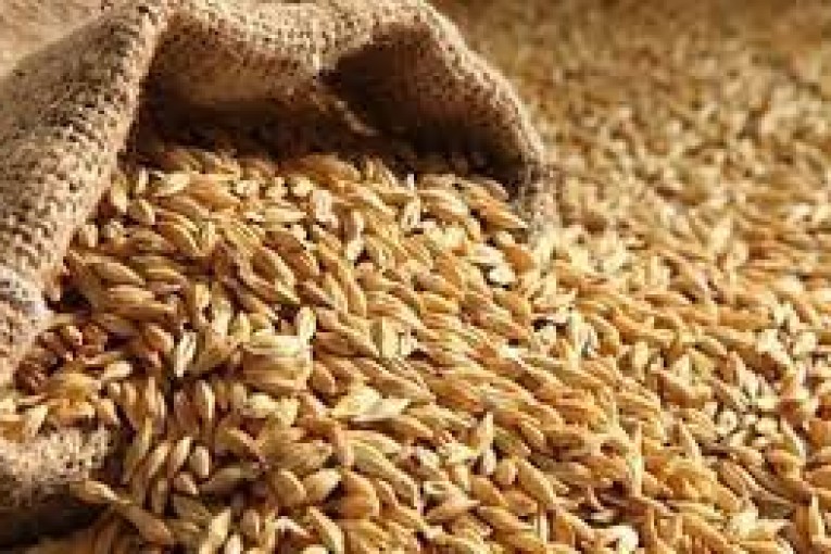 مدير الإنتاج الحيواني يُحذّر: ارتفاع أسعار الأعلاف يهدد أمننا الغذائي