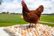 كلفة انتاج دجاج اللحم والبيض تسجل ارتفاعا خلال جانفي 2022 بنسة 14,8 بالمائة