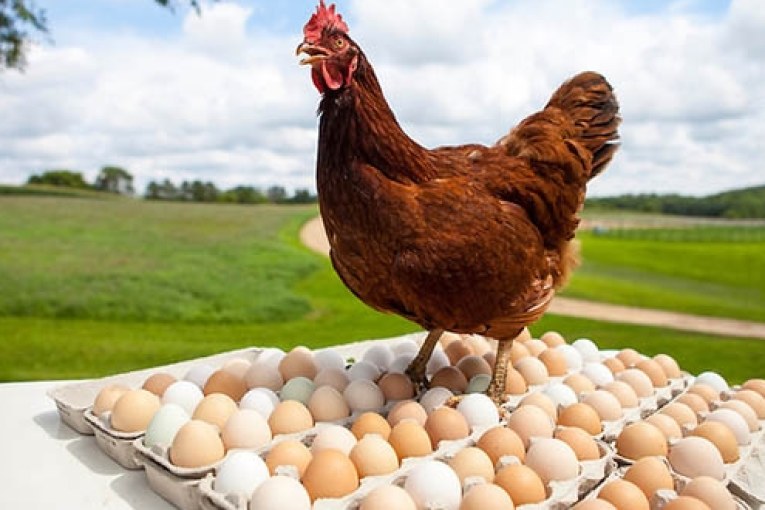 كلفة انتاج دجاج اللحم والبيض تسجل ارتفاعا خلال جانفي 2022 بنسة 14,8 بالمائة