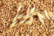 تونس تشتري 225 ألف طن من القمح اللين والشعير