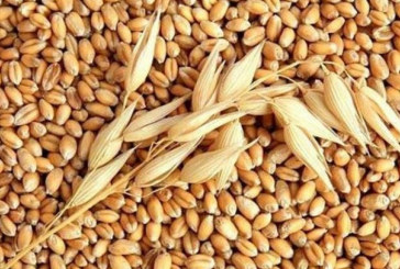 تونس تشتري 225 ألف طن من القمح اللين والشعير