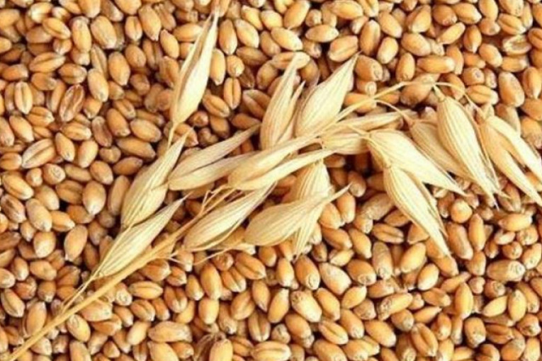 تونس تشتري 225 ألف طن من القمح اللين والشعير