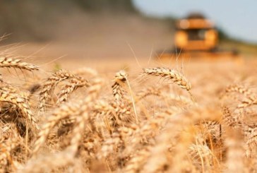 روسيا تقرّر عدم تصدير القمح والشعير والذرة