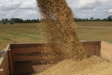 تونس تستورد قرابة 50 بالمائة من احتياجاتها من الحبوب والنسبة مرجحة للارتفاع