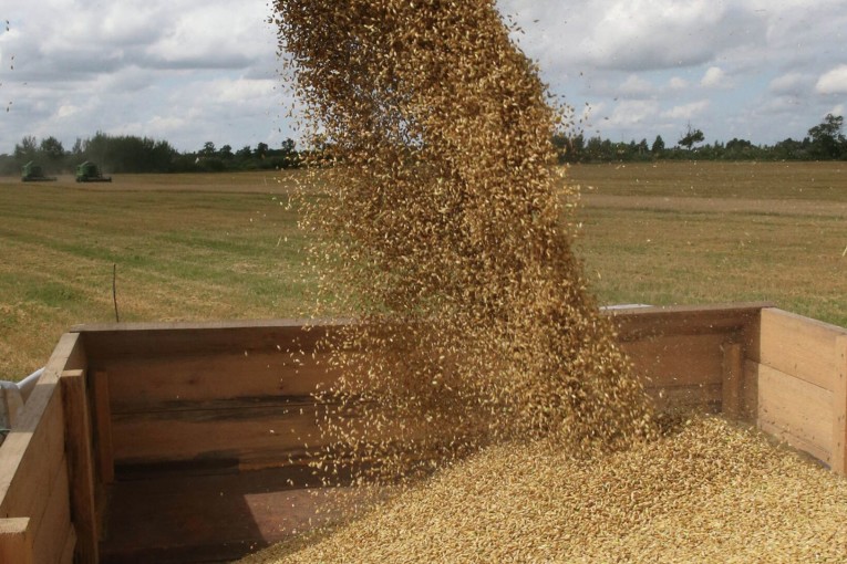 تونس تستورد قرابة 50 بالمائة من احتياجاتها من الحبوب والنسبة مرجحة للارتفاع