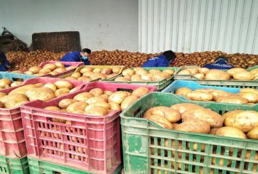 سيدي بوزيد : تخصيص 450 طنا من البطاطا و420 الف بيضة