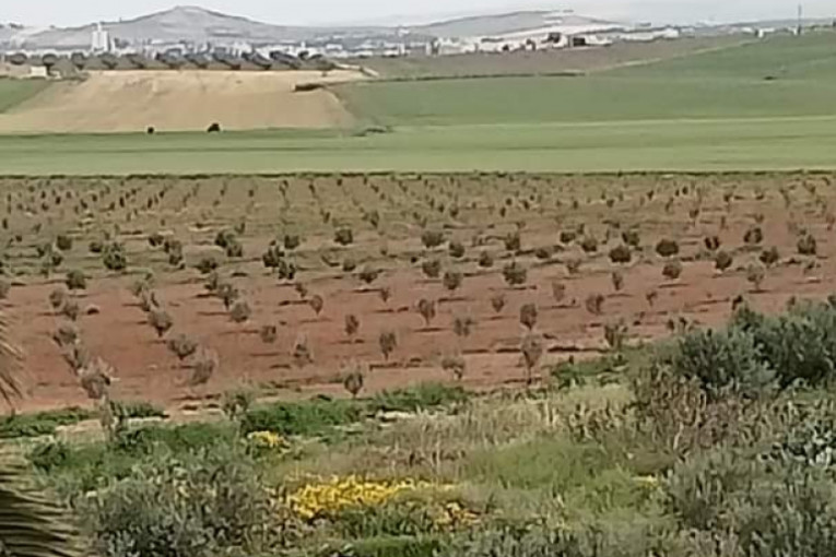 منوبة: استرجاع 510 هك من أراضي الدولة