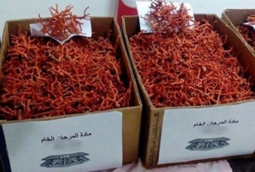 تأجيل النظر في قضية تهريب كميات ضخمة من المرجان