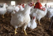 ارتفاع سعر الدجاج اللاحم بـ14.1 %